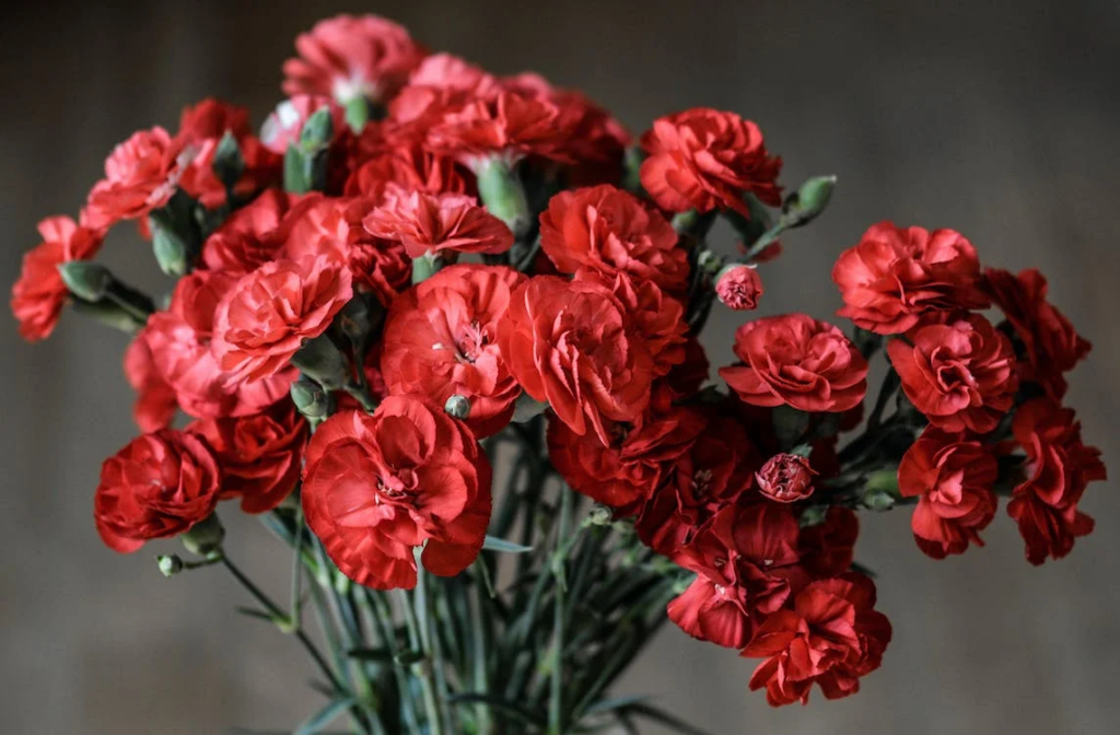 1st wedding anniversary carnation