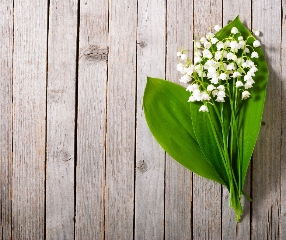 lily of the valley